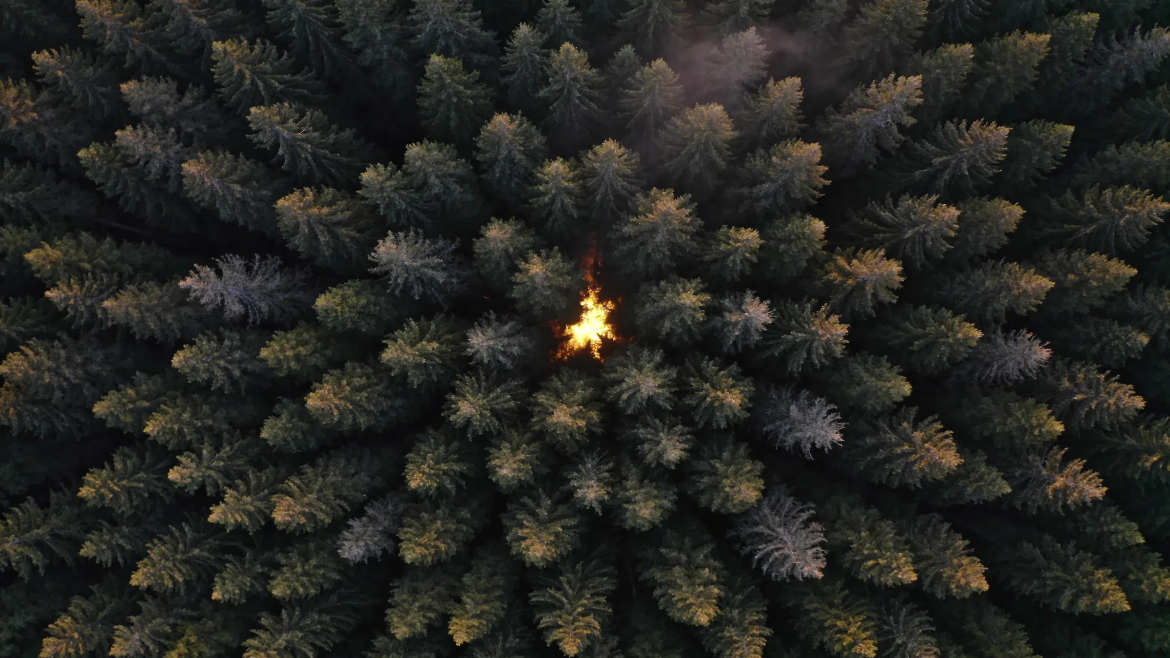 An aerial view looking straight down onto a dense pine canopy at dusk, with one point of amber light in a gap at its center