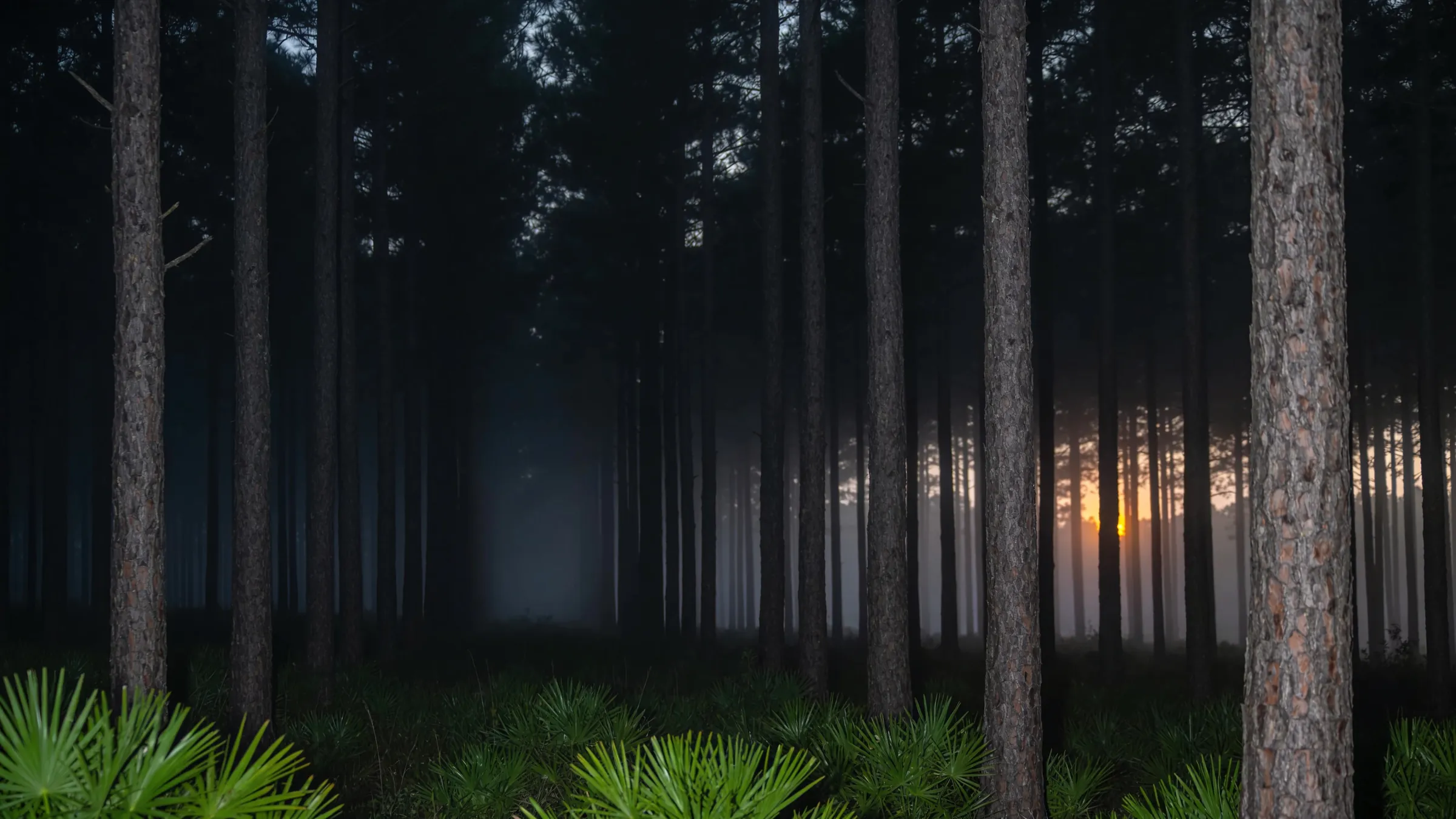 Ranks of slash pine trunks receding into low mist at deep dusk, the canopy closed overhead